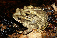 Gulf Coast Toad