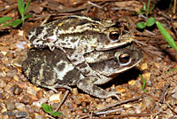 Gulf Coast Toad