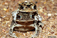 Gulf Coast Toad