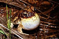 Gulf Coast Toad