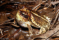 Gulf Coast Toad