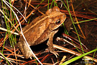 Gulf Coast Toad