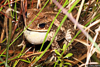 Gulf Coast Toad