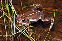 Gulf Coast Toad