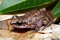 Rio Grande Chirping Frog