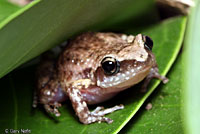 Rio Grande Chirping Frog