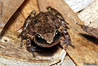 Rio Grande Chirping Frog