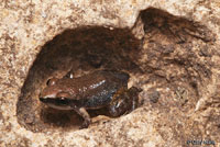 Rio Grande Chirping Frog