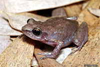 Rio Grande Chirping Frog