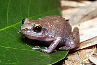 Rio Grande Chirping Frog