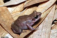 Rio Grande Chirping Frog