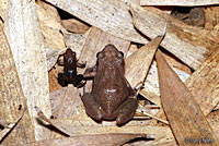 Rio Grande Chirping Frog