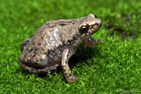 Great Plains Narrow-mouthed Toad