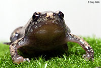 Great Plains Narrow-mouthed Toad