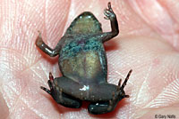 Great Plains Narrow-mouthed Toad