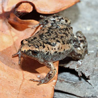 Eastern Narrow-mouthed Toad