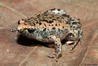 Eastern Narrow-mouthed Toad