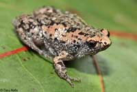 Eastern Narrow-mouthed Toad