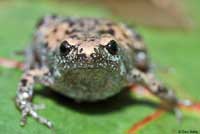 Eastern Narrow-mouthed Toad