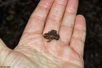 Eastern Narrow-mouthed Toad