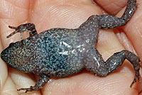 Eastern Narrow-mouthed Toad