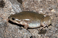 Great Plains Narrow-mouthed Toad