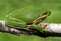 Green Treefrog