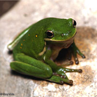 Green Treefrog