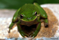 Green Treefrog