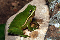 Green Treefrog