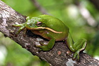 Green Treefrog