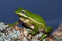 Green Treefrog