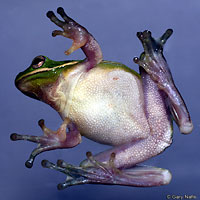 Green Treefrog