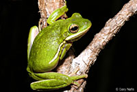 Green Treefrog