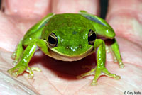 Green Treefrog