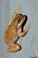 Squirrel Treefrog