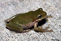 Squirrel Treefrog