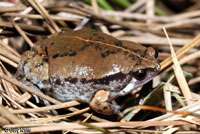 Sheep Frog