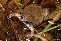 Sheep Frog