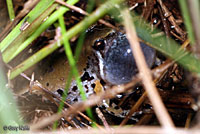 Sheep Frog