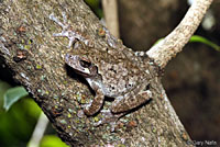 Gray Treefrog