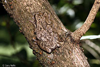 Gray Treefrog