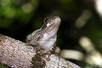 Gray Treefrog