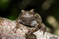 Gray Treefrog