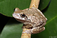 Gray Treefrog