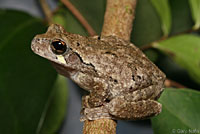 Gray Treefrog