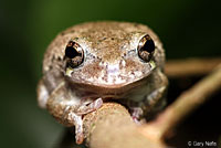 Gray Treefrog