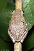 Gray Treefrog