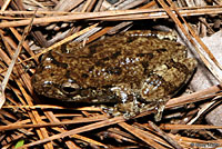 Gray Treefrog