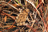 Gray Treefrog